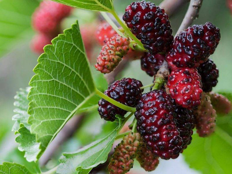 Шелковица купить саженцы из питомнике в Реутове