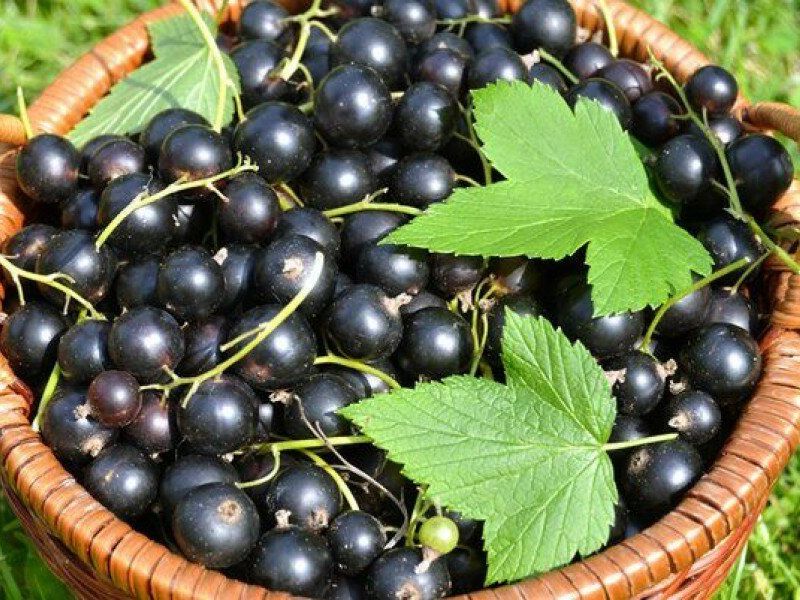 Смородина купить саженцы из питомника в Реутове