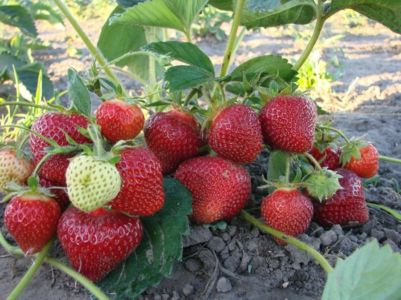 Клубника купить саженцы из питомника в Реутове