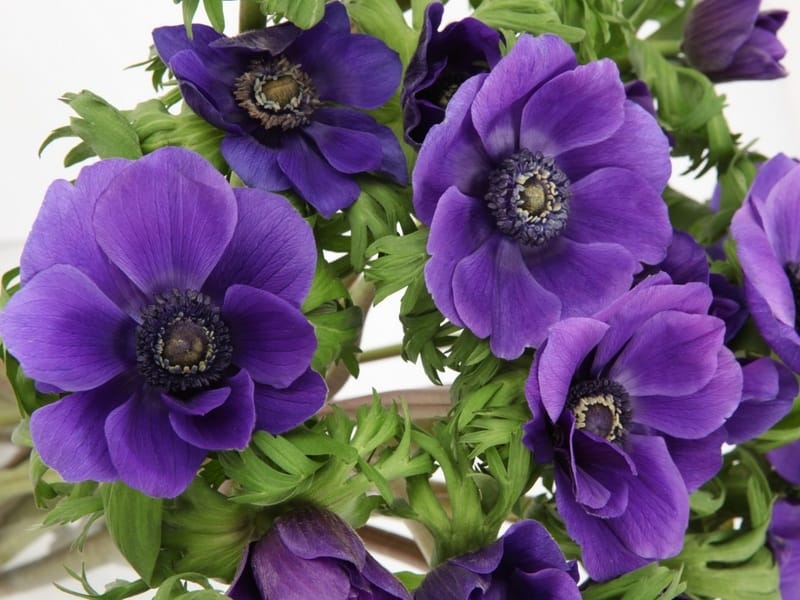 Анемона купить саженцы из питомнике в Реутове