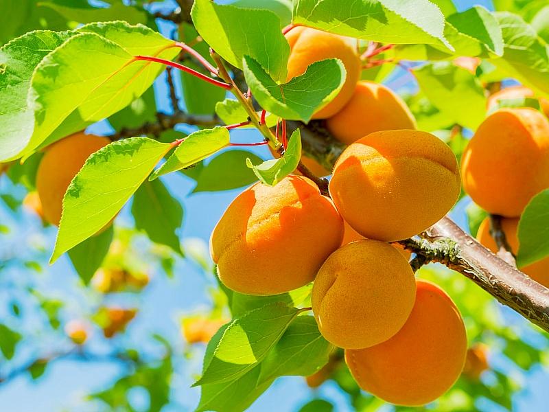 Абрикос купить саженцы из питомнике в Реутове