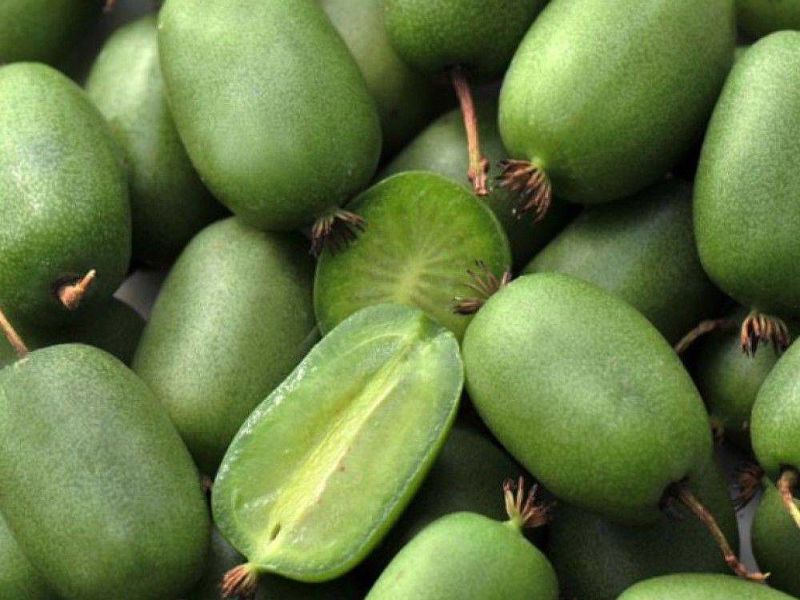 Актинидия купить саженцы из питомнике в Реутове