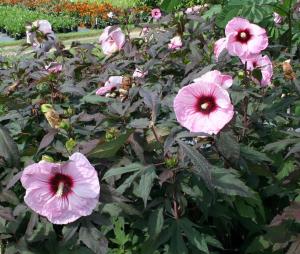 Гибискус "КОППЕР КИНГ"  (травянистый)