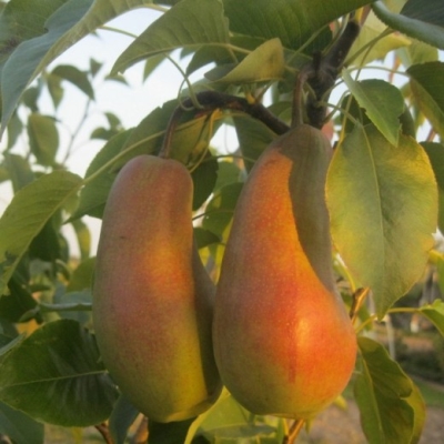 Груша "ТАЛГАРСКАЯ КРАСАВИЦА"